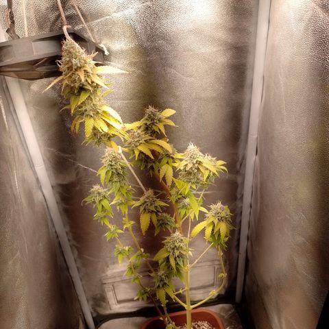 Big Bud 1 growlog timeline photo
