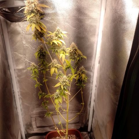 Big Bud 1 growlog timeline photo