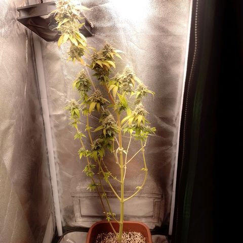 Big Bud 1 growlog timeline photo