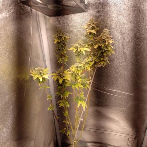 Big Bud 2 growlog timeline photo