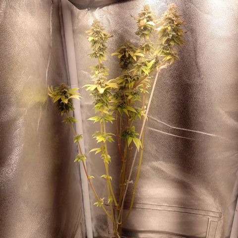 Big Bud 2 growlog timeline photo