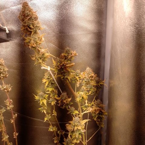 Big Bud 1 growlog timeline photo