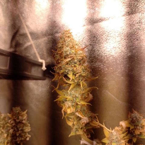 Big Bud 1 growlog timeline photo