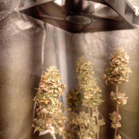 Big Bud 2 growlog timeline photo