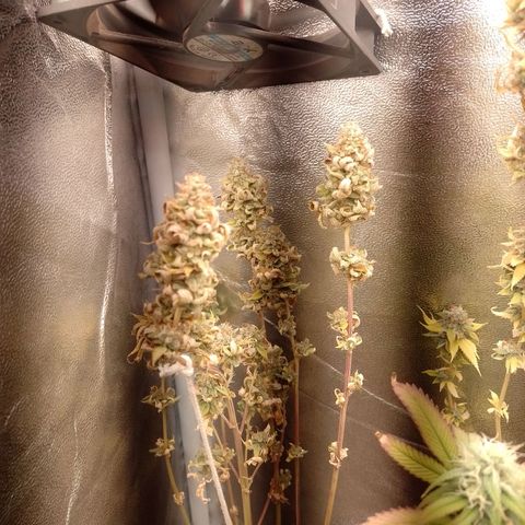 Big Bud 2 growlog timeline photo