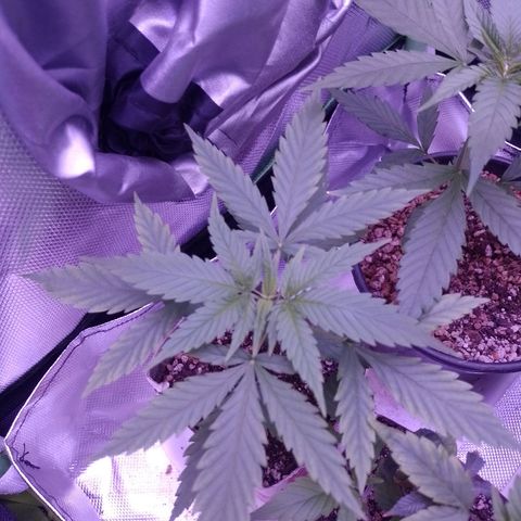 Amnesia H-Pro 2 growlog timeline photo