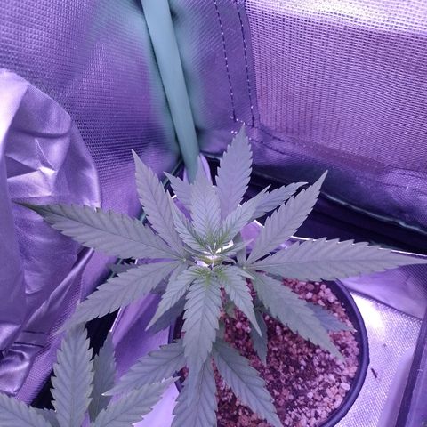 Amnesia H-Pro 1 growlog timeline photo