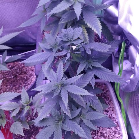 Sweet Cherry Pie growlog timeline photo