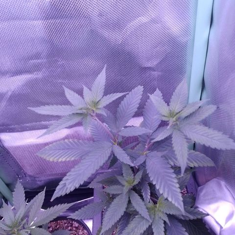Sweet Cherry Pie growlog timeline photo