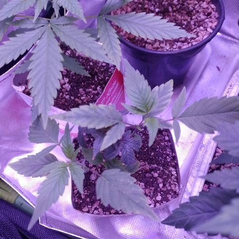 Banana Purple Punch #1 growlog timeline photo