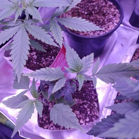 Banana Purple Punch #1 growlog timeline photo