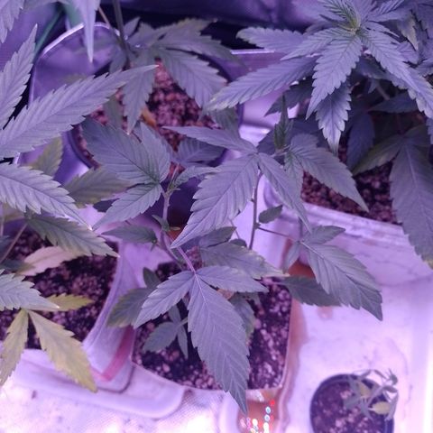 Banana Purple Punch #1 growlog timeline photo