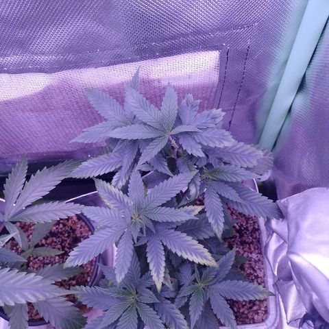 Sweet Cherry Pie growlog timeline photo