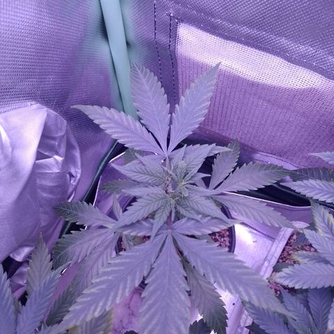 Amnesia H-Pro 1 growlog timeline photo