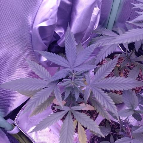 Amnesia H-Pro 2 growlog timeline photo