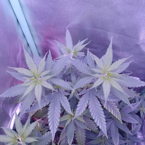 Amnesia H-Pro 1 growlog timeline photo