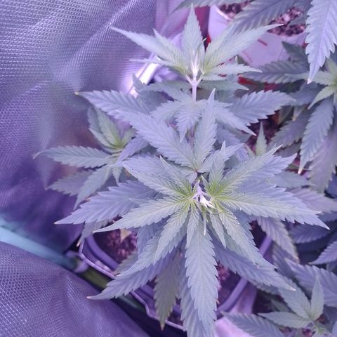 Amnesia H-Pro 2 growlog timeline photo