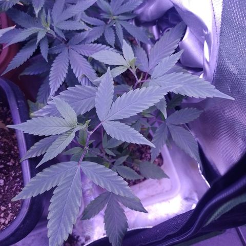Banana Purple Punch #1 growlog timeline photo