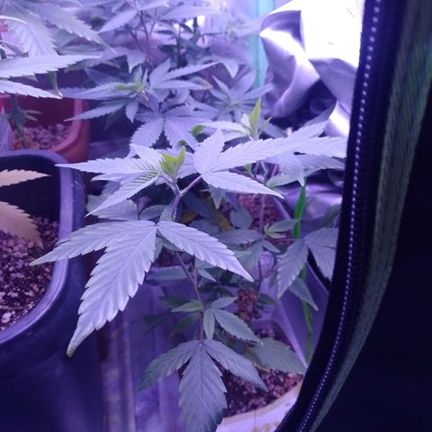 Banana Purple Punch #1 growlog timeline photo