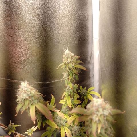 Sweet Cherry Pie growlog timeline photo