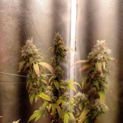 Sweet Cherry Pie growlog timeline photo