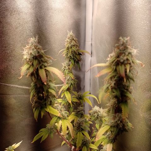 Sweet Cherry Pie growlog timeline photo