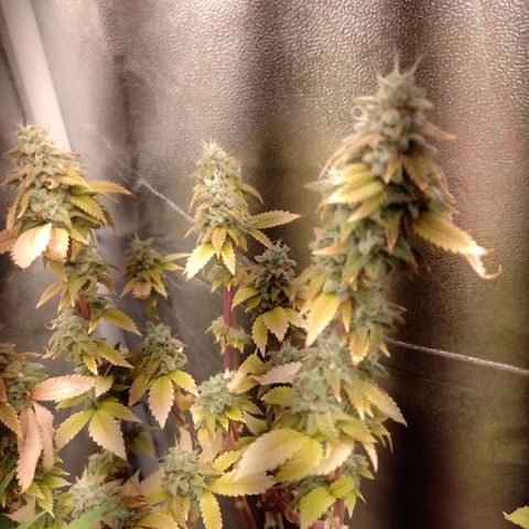 Big Bud 3 growlog timeline photo
