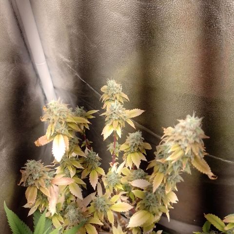 Big Bud 3 growlog timeline photo