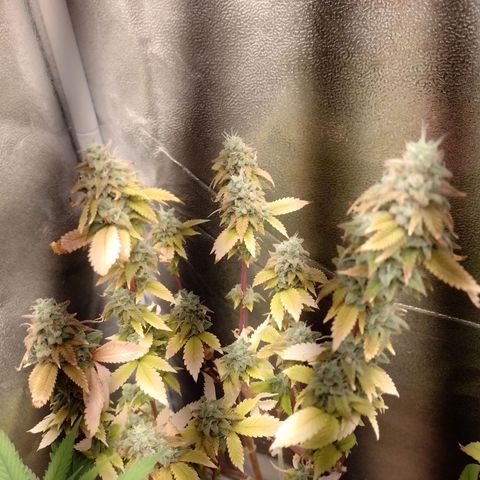 Big Bud 3 growlog timeline photo