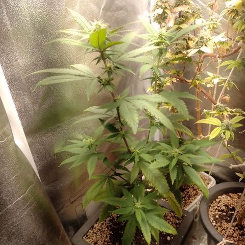 Sweet Cherry Pie growlog timeline photo