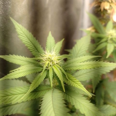 Sweet Cherry Pie growlog timeline photo