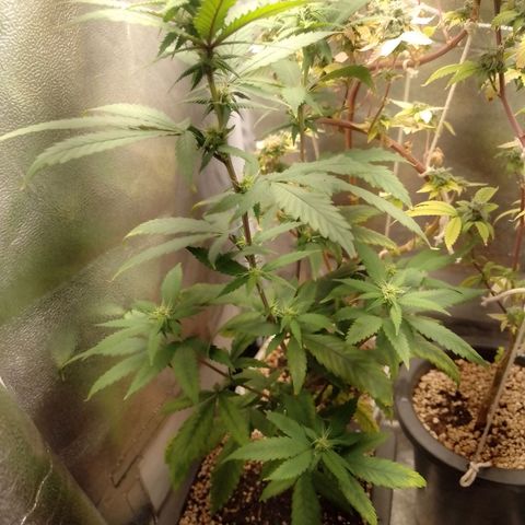 Sweet Cherry Pie growlog timeline photo