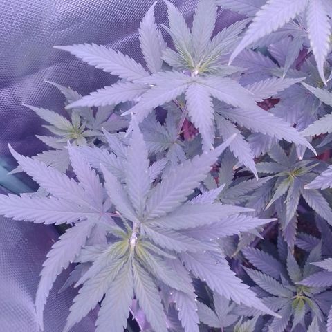Amnesia H-Pro 2 growlog timeline photo