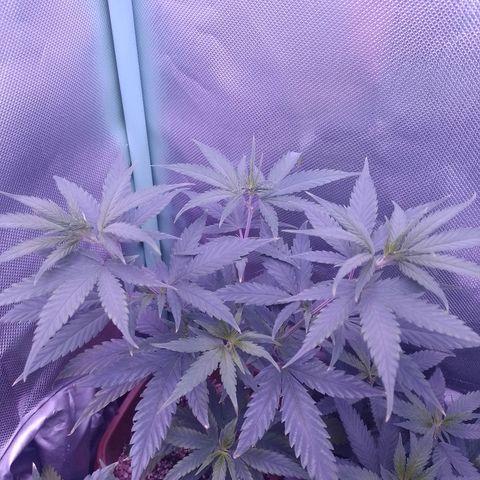 Amnesia H-Pro 1 growlog timeline photo