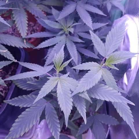 Banana Purple Punch #1 growlog timeline photo