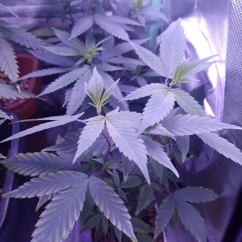 Banana Purple Punch #1 growlog timeline photo