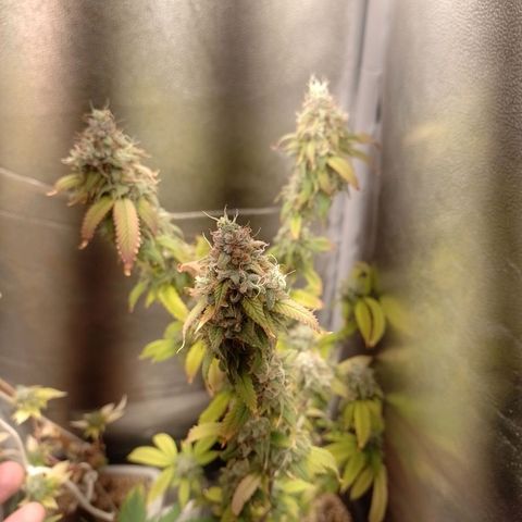 Sweet Cherry Pie growlog timeline photo