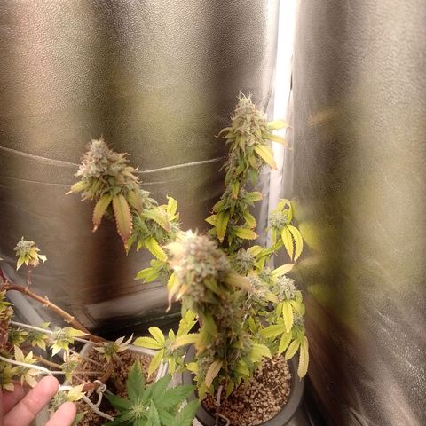 Sweet Cherry Pie growlog timeline photo