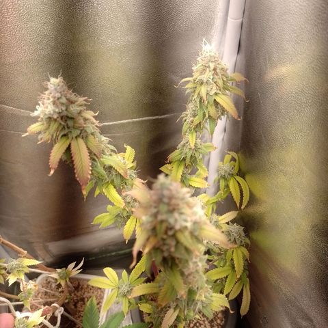Sweet Cherry Pie growlog timeline photo