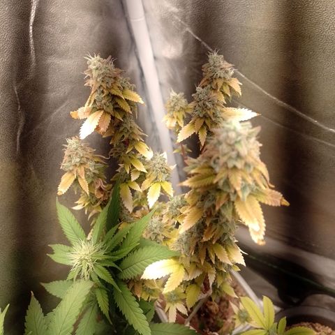Big Bud 3 growlog timeline photo