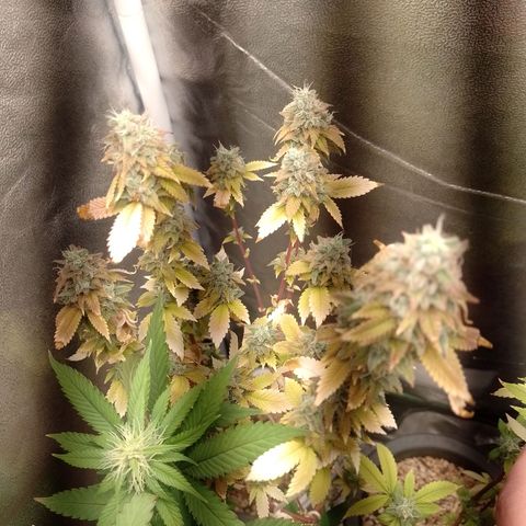 Big Bud 3 growlog timeline photo