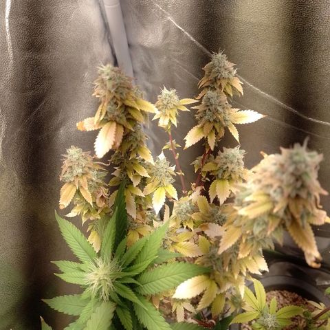 Big Bud 3 growlog timeline photo