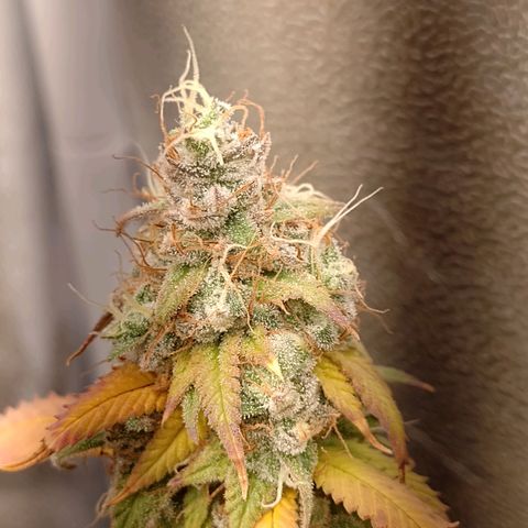 Sweet Cherry Pie growlog timeline photo