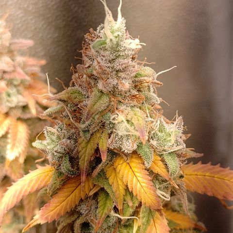 Sweet Cherry Pie growlog timeline photo
