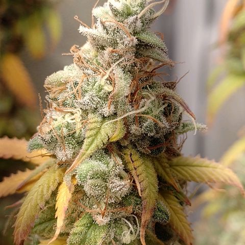 Sweet Cherry Pie growlog timeline photo