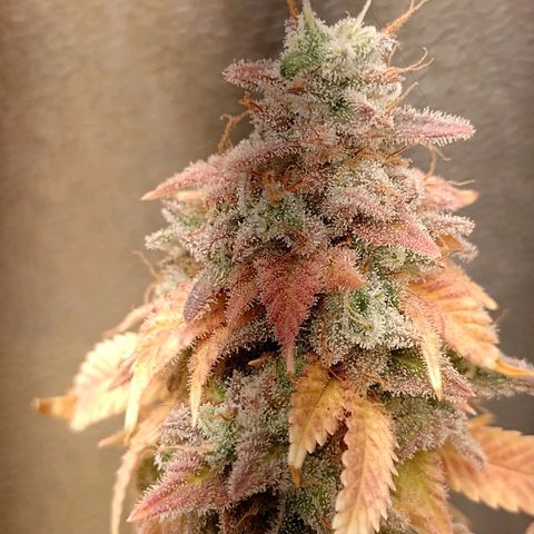 Big Bud 3 growlog timeline photo