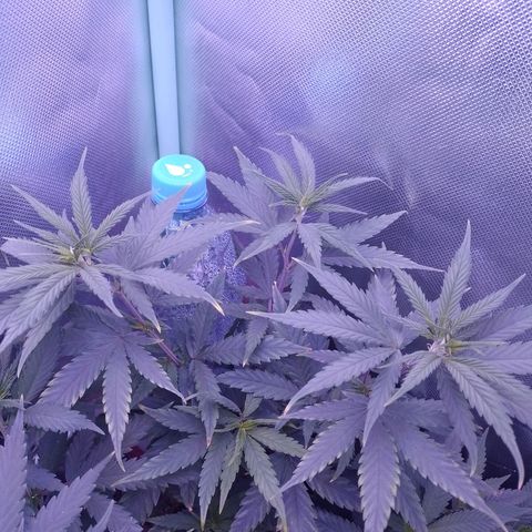 Amnesia H-Pro 1 growlog timeline photo