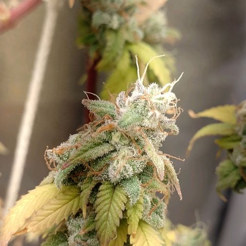 Sweet Cherry Pie growlog timeline photo