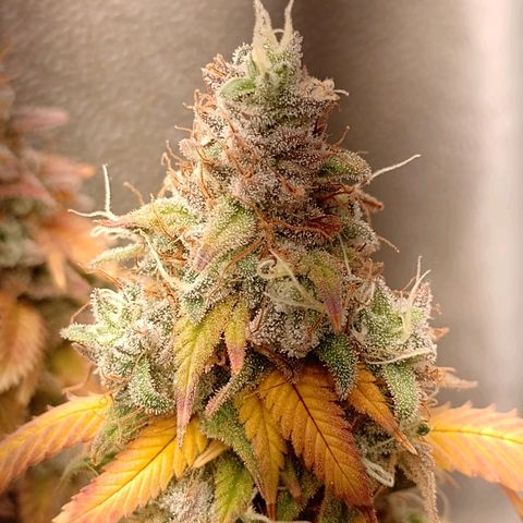 Sweet Cherry Pie growlog timeline photo