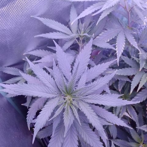 Amnesia H-Pro 2 growlog timeline photo